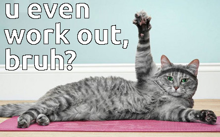 u-work-out-bruh-funny-cat-meme